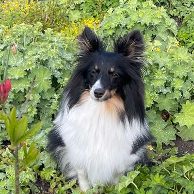 Hundetreffen-Spielen im Garten-Bild