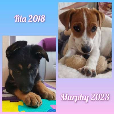 Welpen Bilder !-Beitrag-Bild