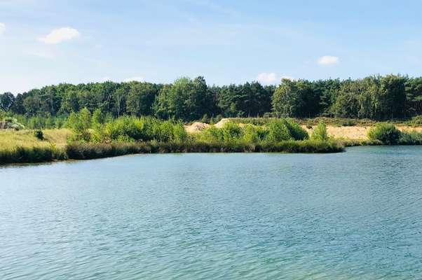 Rhodesian Ridgeback-Beitrag-Bild