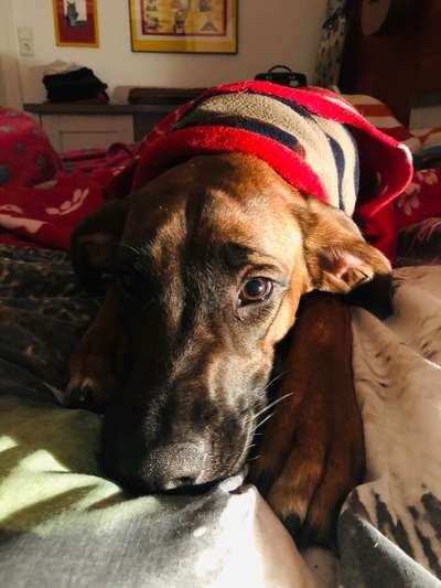 Rhodesian Ridgeback-Beitrag-Bild