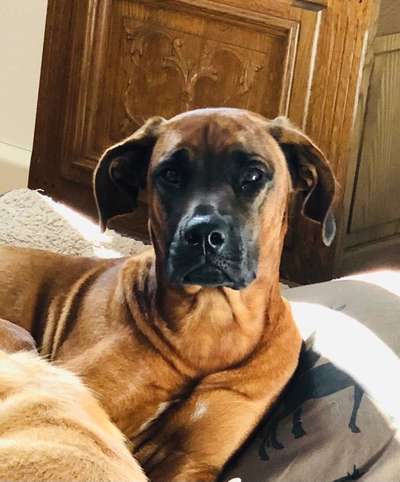 Rhodesian Ridgeback-Beitrag-Bild