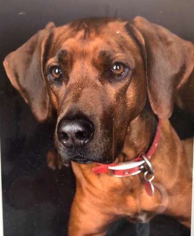 Rhodesian Ridgeback-Beitrag-Bild