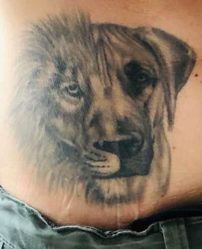 Rhodesian Ridgeback-Beitrag-Bild