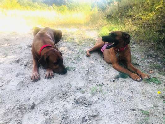 Rhodesian Ridgeback-Beitrag-Bild