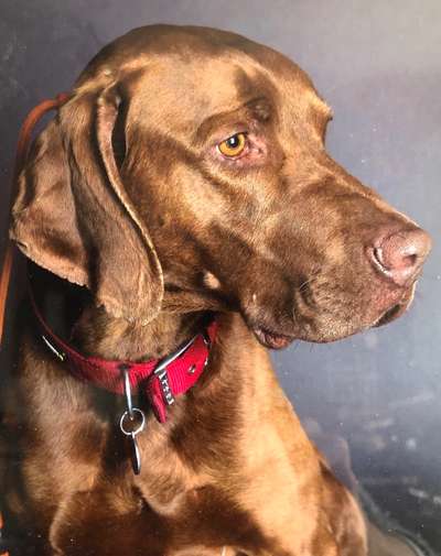 Rhodesian Ridgeback-Beitrag-Bild