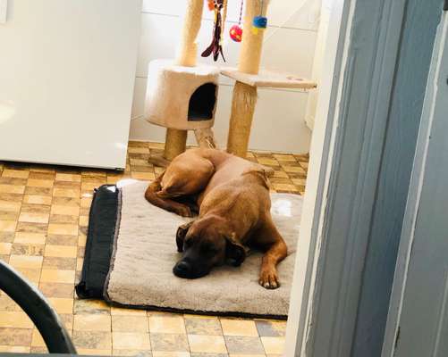 Rhodesian Ridgeback-Beitrag-Bild