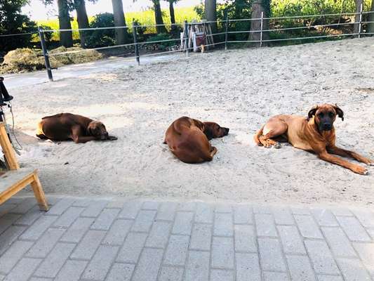 Rhodesian Ridgeback-Beitrag-Bild