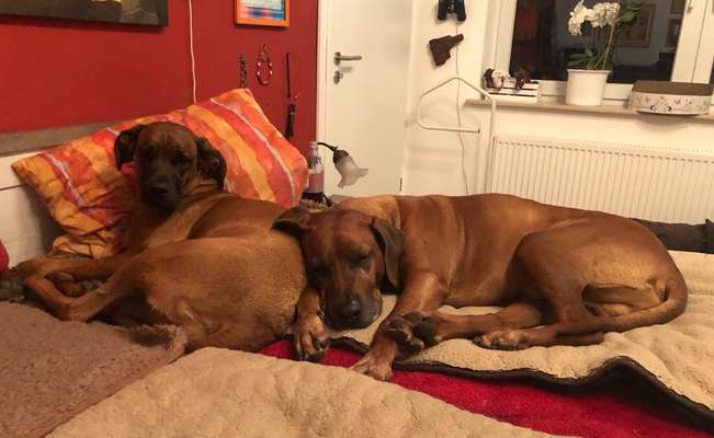 Rhodesian Ridgeback-Beitrag-Bild