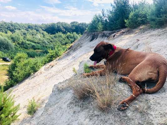 Rhodesian Ridgeback-Beitrag-Bild