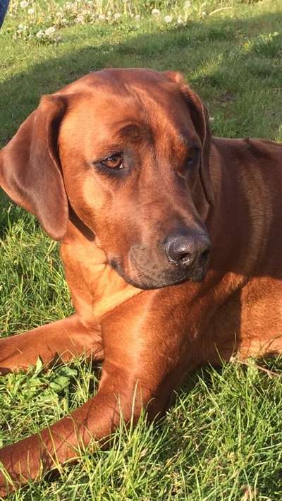 Rhodesian Ridgeback-Beitrag-Bild