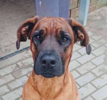 Rhodesian Ridgeback-Beitrag-Bild