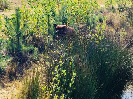Rhodesian Ridgeback-Beitrag-Bild