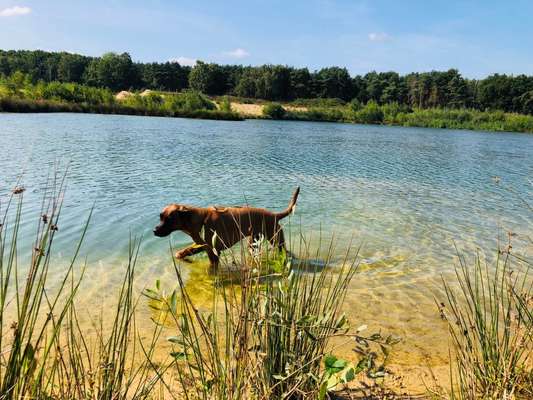 Rhodesian Ridgeback-Beitrag-Bild