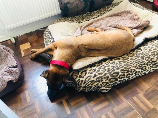 Rhodesian Ridgeback-Beitrag-Bild