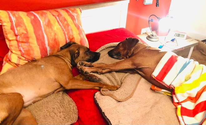 Rhodesian Ridgeback-Beitrag-Bild