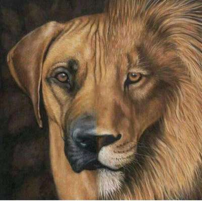 Rhodesian Ridgeback-Beitrag-Bild