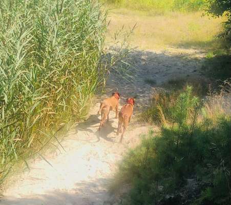 Rhodesian Ridgeback-Beitrag-Bild