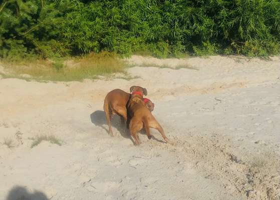 Rhodesian Ridgeback-Beitrag-Bild