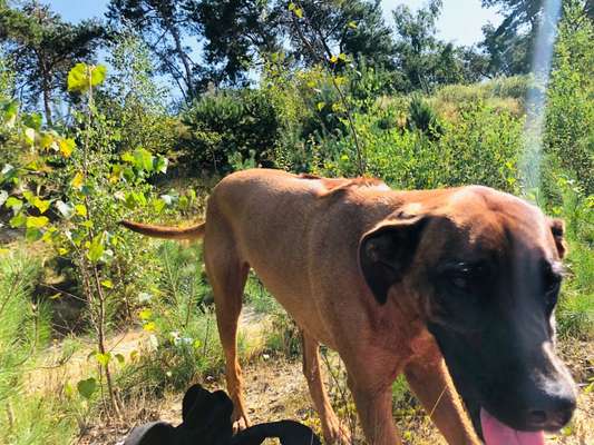Rhodesian Ridgeback-Beitrag-Bild