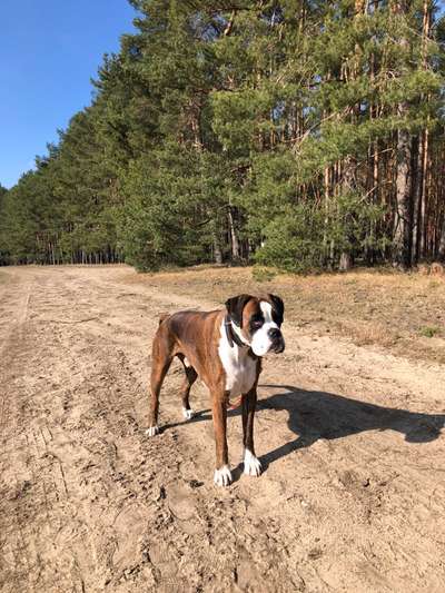 Boxer ???-Beitrag-Bild