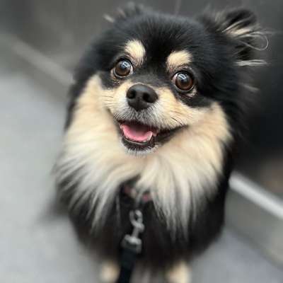 Hundetreffen-Gassirunde in Friedrichshain Nähe Ostbahnhof-Bild