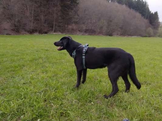 Der Gewichts-Thread-Beitrag-Bild