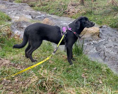 Tierschutzhund ist meine Lieblingsrasse-Beitrag-Bild