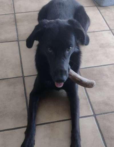 Tongue Out Tuesday-Beitrag-Bild