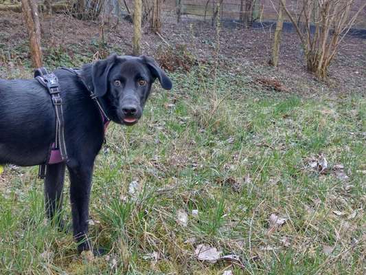 Bild wo euer Hund quatsch macht-Beitrag-Bild