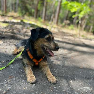 Hundetreffen-Gemeinsam spazieren gehen-Bild