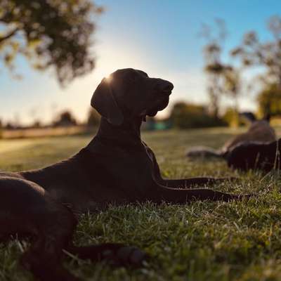 Hundetreffen-Hundebetreuung gesucht-Bild