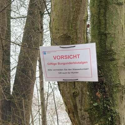 Giftköder-Warnung vor Burgunderblutalgen am Menzel-Bild