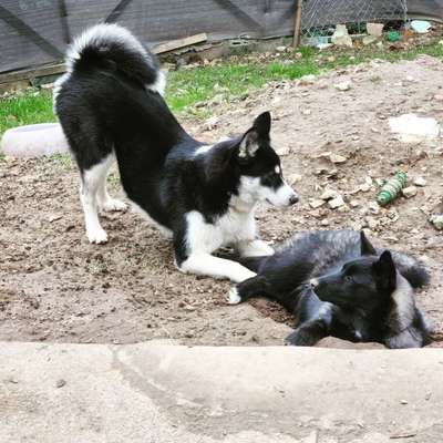 Mischlingshunde Foto Aufruf-Beitrag-Bild