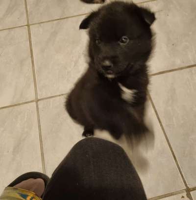 Welpen Bilder !-Beitrag-Bild