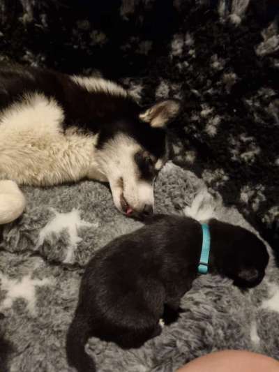 Unsere Fellnasen im Regenbogenland-Beitrag-Bild