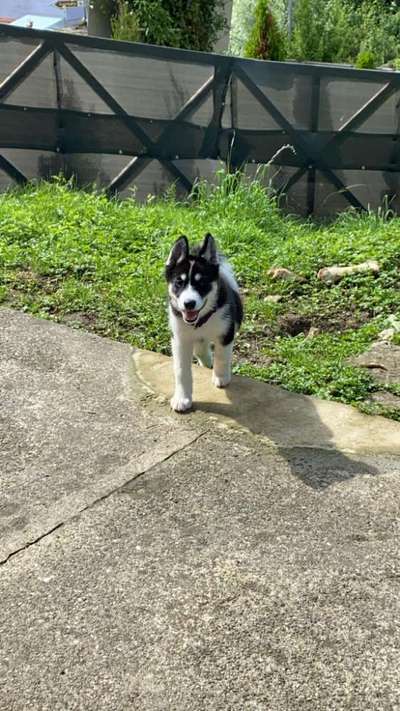 Welpen Bilder !-Beitrag-Bild