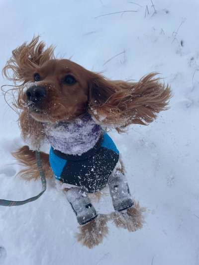 Dogorama Photo Challenge - Winterstimmung-Beitrag-Bild