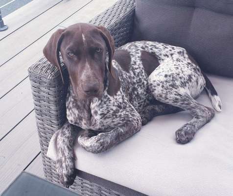 Zeigt her eure Junghunde :)-Beitrag-Bild