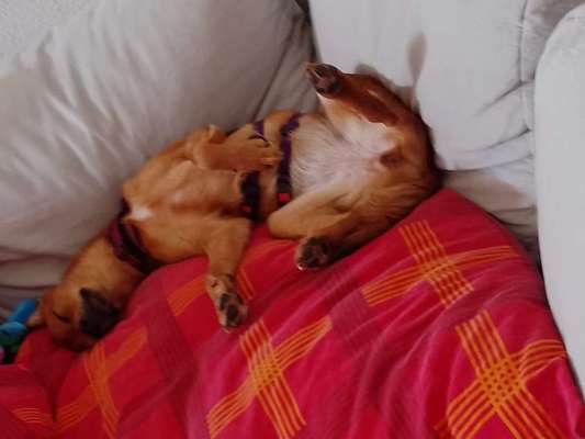 TierschutzhundeStammtisch🐕-Beitrag-Bild