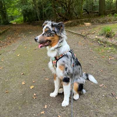 Hundetreffen-Social Walk - Training für Reaktive Hunde-Bild