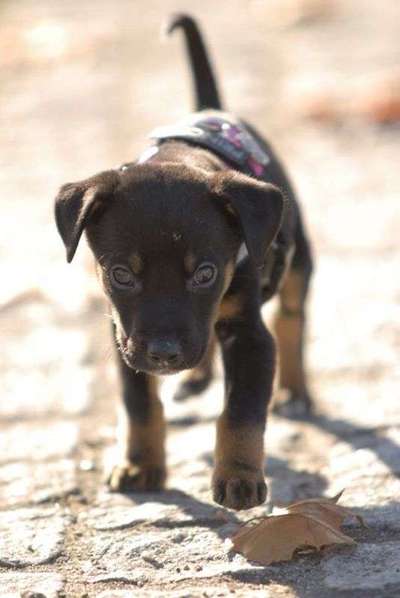 Welpen Bilder !-Beitrag-Bild