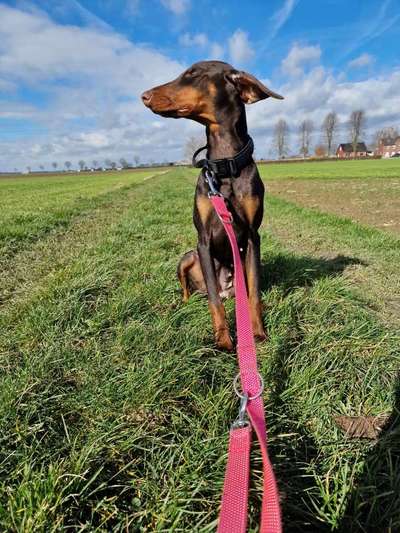 Dobermann/Mix zeigt euch-Beitrag-Bild