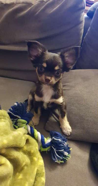 Als Welpen sind sie alle noch süßer-Beitrag-Bild