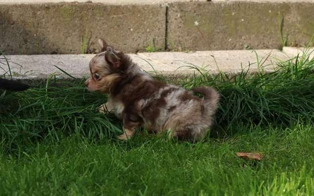 Als Welpen sind sie alle noch süßer-Beitrag-Bild