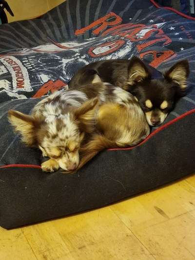 Wo sind meine Chihuahua- Chihuahua mischlings Besitzer ??-Beitrag-Bild