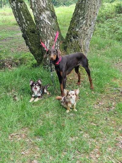 Wo sind hier die Dobermänner-Beitrag-Bild