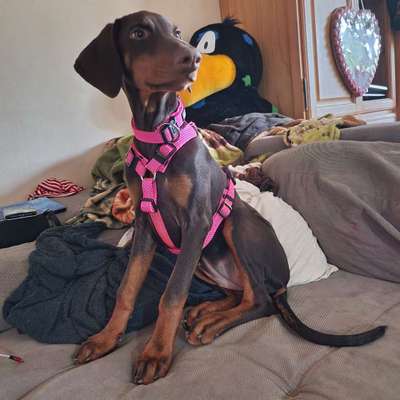 Dobermann Austausch-Beitrag-Bild