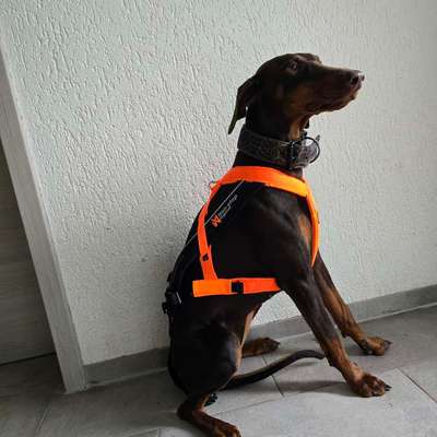 Suche zuggeschirr-Beitrag-Bild