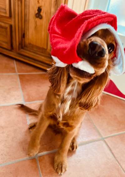 33. Handy Foto Challenge - Verkleidung deines Hundes-Beitrag-Bild