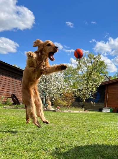 Dogorama Photo Challenge - Hunde in Action-Beitrag-Bild